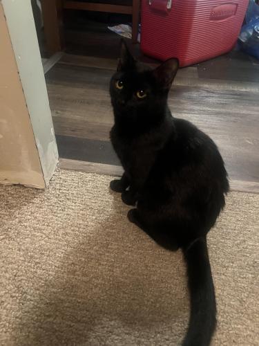 Lost Female Cat last seen 99a ave , Surrey, BC V3R 7M9