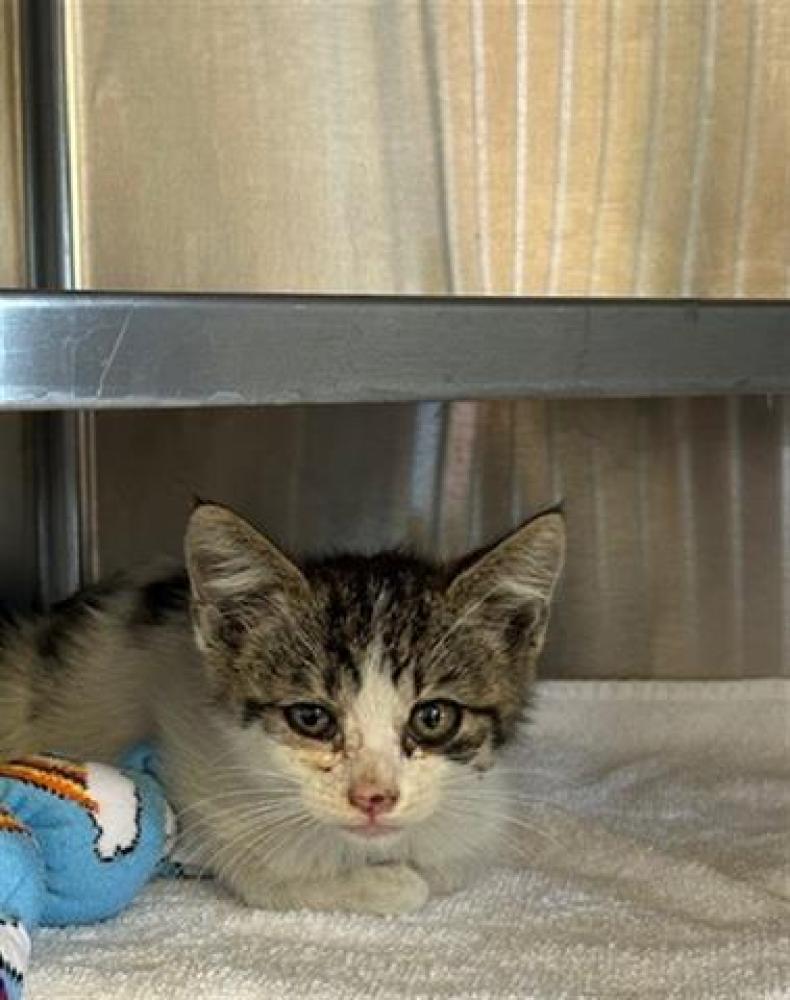 Shelter Stray Male Cat last seen Near BLOCK E 5TH ST, Chula Vista, CA 91911