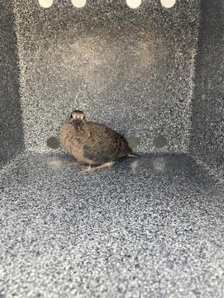 Shelter Stray Unknown Bird last seen Near BLOCK NUGGET AVE, SPARKS NV 89431, Reno, NV 89502