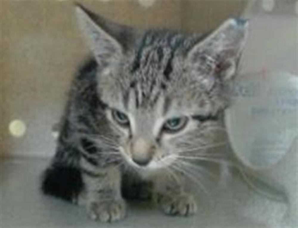 Shelter Stray Male Cat last seen Near BLOCK W BAYAUD AVE, DENVER CO 80223, Denver, CO 80223