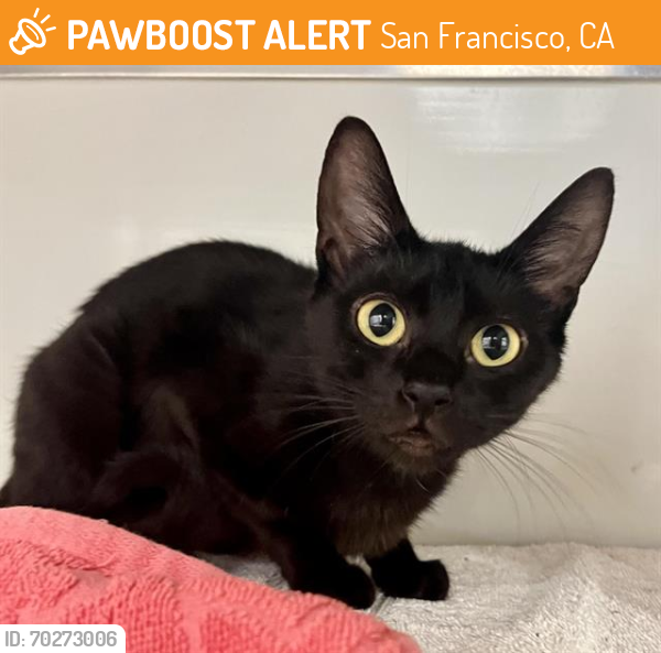 Shelter Stray Female Cat last seen COLUMBUS AVE AND BROADWAY, San Francisco, CA 94103