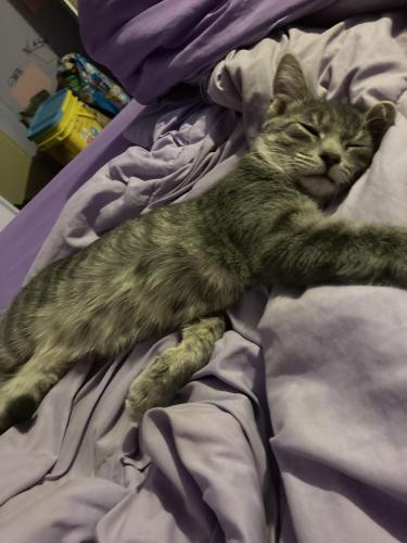 Lost Male Cat last seen Near Highview Avenue, Cleveland, Ohio 44109, US, Cleveland, OH 44109