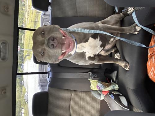 Lost Male Dog last seen Skyview Drive and D.E.L.T.A STEAM Academy , Lithia Springs, GA 30122