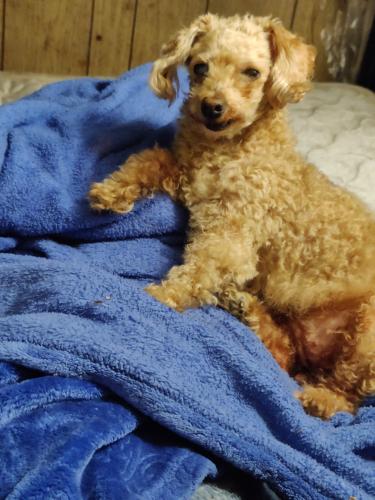 Lost Female Dog last seen Near Florence ave spc44 bell ca 90201, Bell, CA 90201