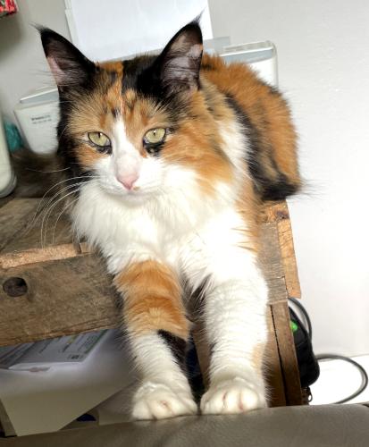 Lost Female Cat last seen Stoner rd Lansing , Lansing, MI 48917