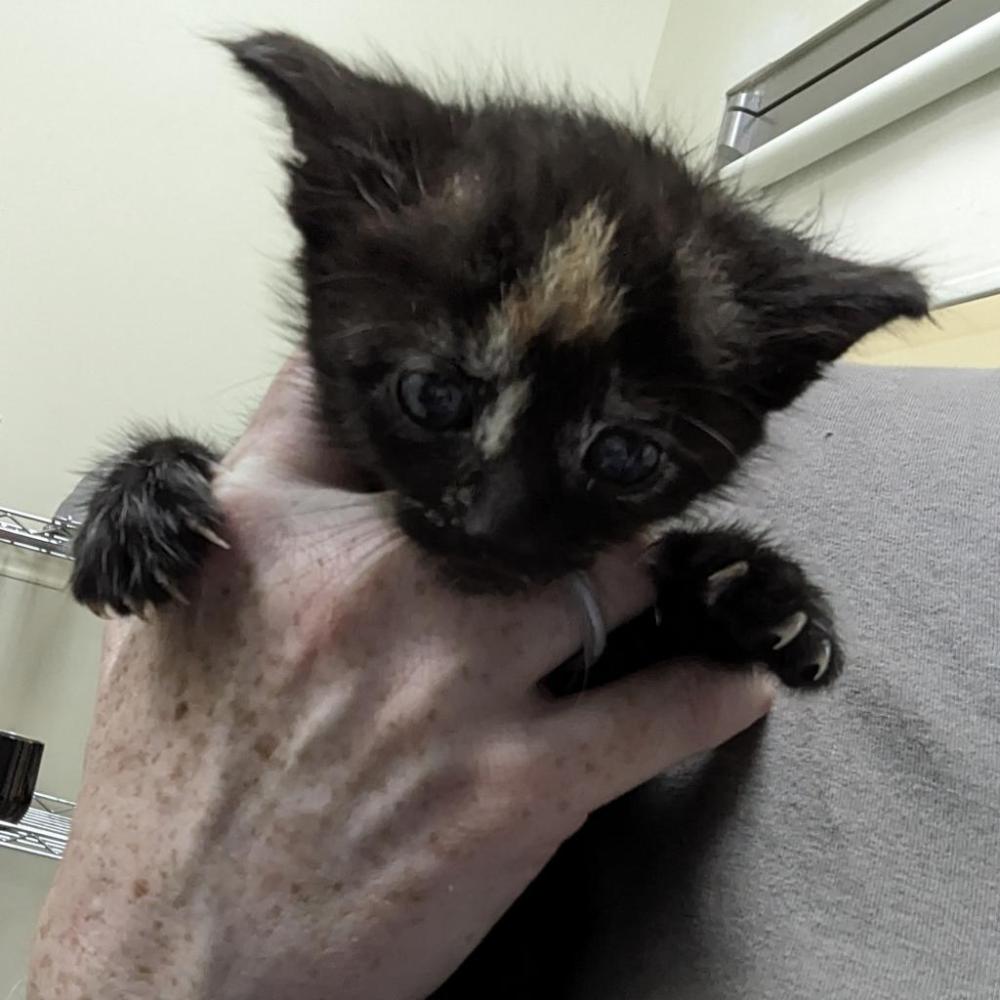 Shelter Stray Female Cat last seen , Lynchburg, VA 24502