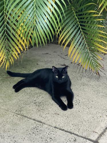 Lost Male Cat last seen Northlake and  MacArthur , Palm Beach Gardens, FL 33403