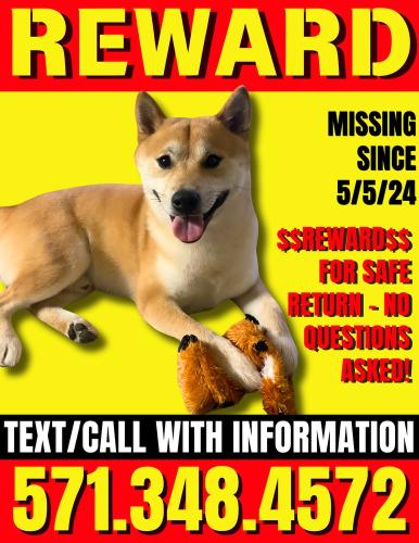Lost Male Dog last seen Beauregard & Sanger, Alexandria, VA 22311
