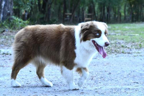 Lost Male Dog last seen Spring Garden Ranch and SR 11, De Leon Springs, FL 32130