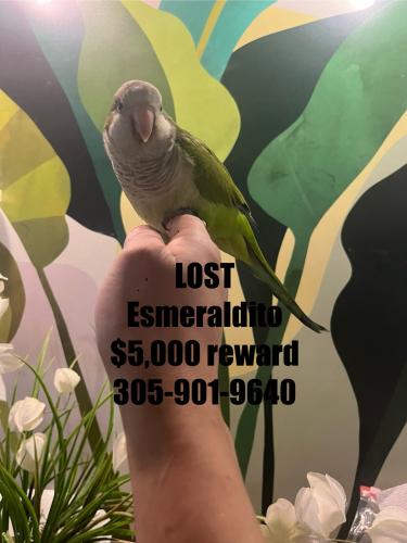 Lost Male Bird last seen Schaumburg , Schaumburg, IL 60168