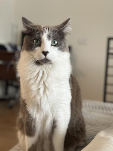 Lost Male Cat last seen Chesapeake and 29th in West Adams, Los Angeles, CA 90016