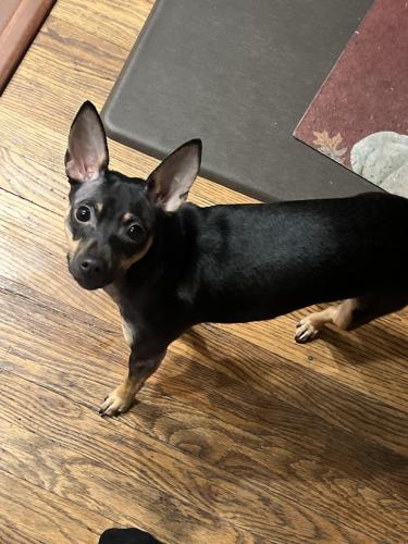 Lost Female Dog last seen Near the ravine by the park, Parma, OH 44130