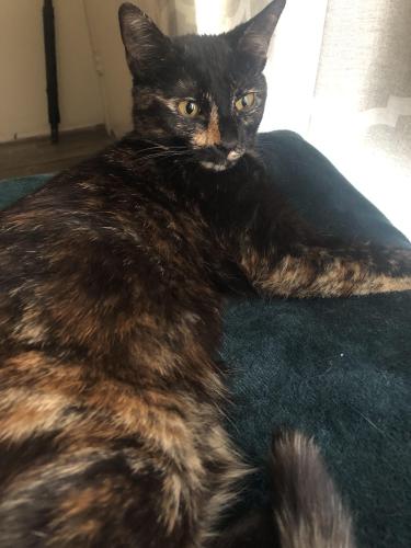Lost Female Cat last seen At Parkview apmts, Chula Vista, CA 91911