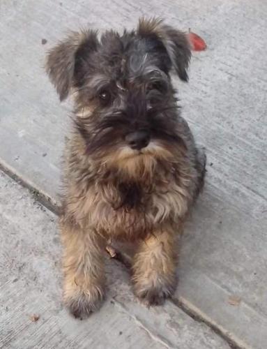 Lost Male Dog last seen primer privada calle norte #1,, Ocotlán, Tlax. 90100