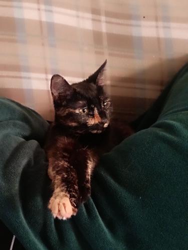 Lost Female Cat last seen 4th & Oxford , Chula Vista, CA 91911