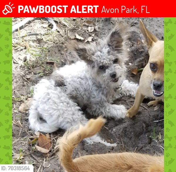 Lost Male Dog last seen Near Claradge Rd. and Holiday Beach Dr., Avon Park, FL 33825