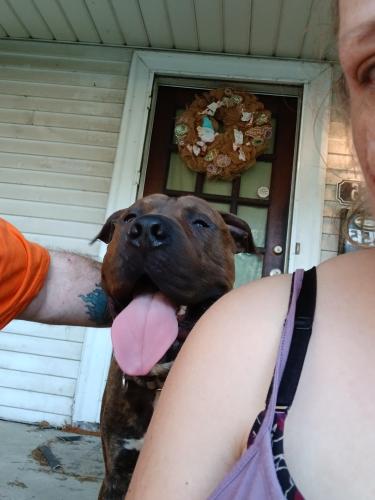 Found/Stray Male Dog last seen S terrace Ave and Safford , Columbus, OH 43204