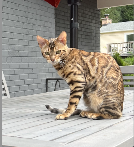 Lost Female Cat last seen Tower Lakes, Tower Lakes, IL 60010