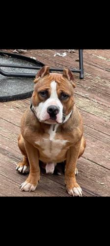 Lost Male Dog last seen Montfort heights , Cincinnati, OH 45211