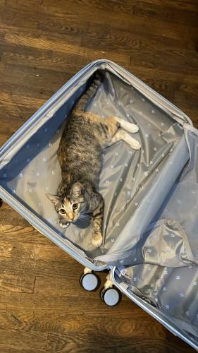 Lost Female Cat last seen Sawtelle and Havelock Ave, Los Angeles, CA 90066