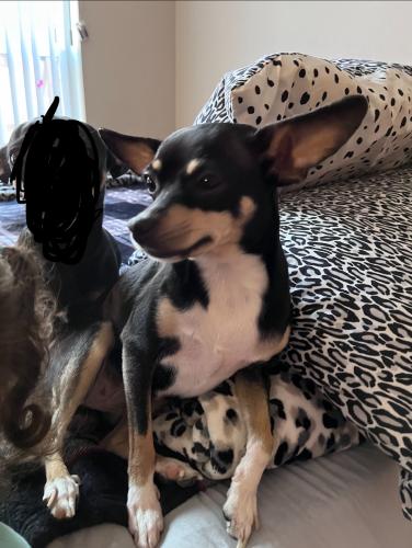 Lost Female Dog last seen Grand ave and acoma englewood, Englewood, CO 80110