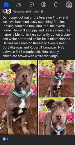 Lost Male Dog last seen Vernon and Robert T Longway, Flint, MI 48506
