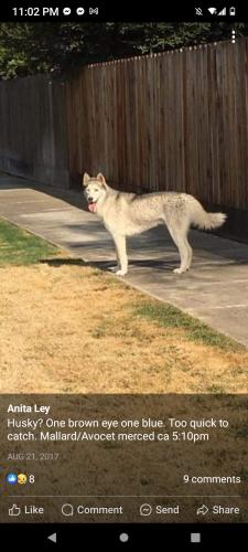 Lost Male Dog last seen Near Dale Ave , Merced, CA 95340