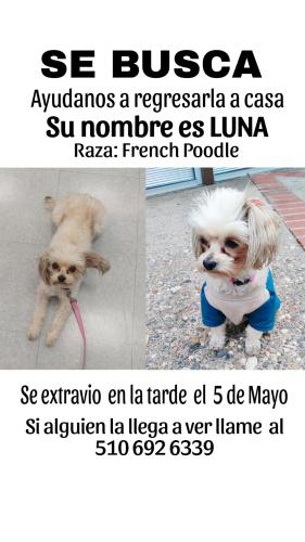 Lost Female Dog last seen 28th and san antonio st, San Jose, CA 95110
