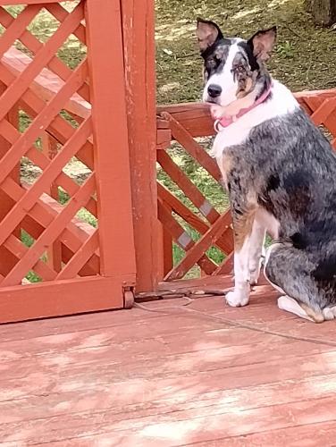 Lost Female Dog last seen Riverside Dr or neighborhood behind it or could be roaming around Main Street , Dayton, OH 45405