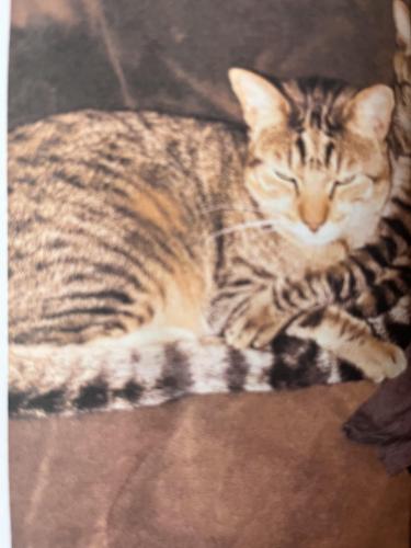 Lost Male Cat last seen Peabody street, San Francisco, CA 94134