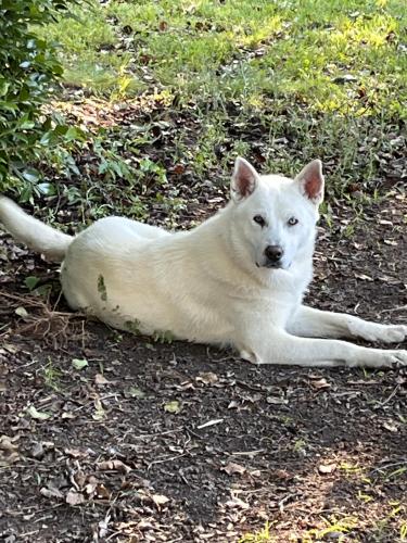 Found/Stray Male Dog last seen Bruce Garner, Lake Ridge Drive, Granville County, NC 27522