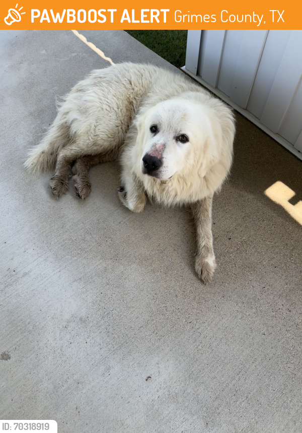 Found/Stray Male Dog last seen Whitehall, Grimes County, TX 77868