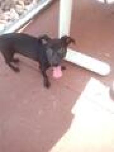 Found/Stray Male Dog last seen 13th and Cheryl, Phoenix, AZ 85021