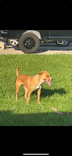 Found/Stray Female Dog last seen Next to elementary, Houston, TX 77336
