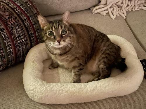 Lost Female Cat last seen S 80th and National Ave, West Allis, WI 53214