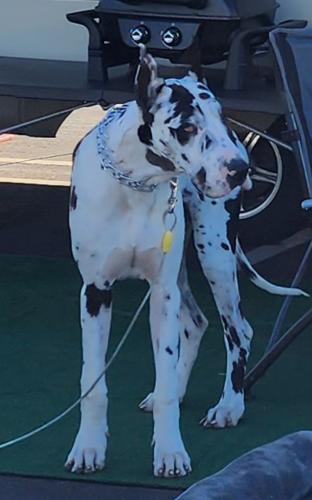 Lost Male Dog last seen Willow Ave/Merced Ave, West Covina, CA 91790
