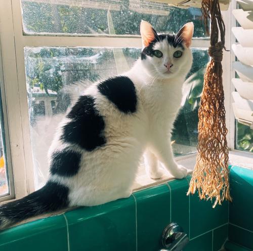 Lost Female Cat last seen Super A grocery store, Los Angeles, CA 90065