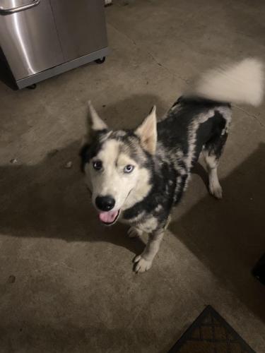Found/Stray Male Dog last seen Highway 74 & Theda St., Perris, CA 92570