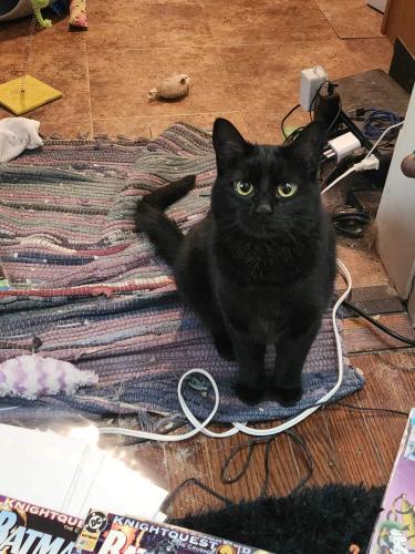 Lost Female Cat last seen Near and County Line Road , Indianapolis, IN 46217
