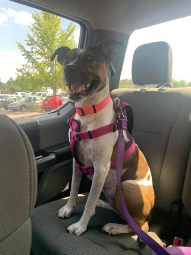 Lost Female Dog last seen Aberdeen Terrace and Mimosa Dr, Greensboro, NC 27403