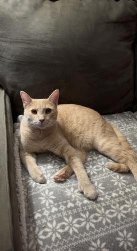Lost Male Cat last seen Between Crestwood Dr. and Crestview Dr., Evans City, PA 16033