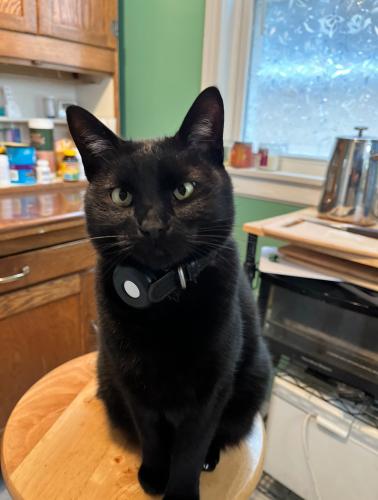 Lost Male Cat last seen Wolcott and Balmoral , Chicago, IL 60640