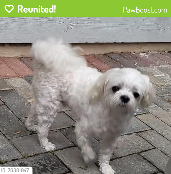 Reunited Male Dog last seen Old court road Woodstock Maryland , Woodstock, MD 21163