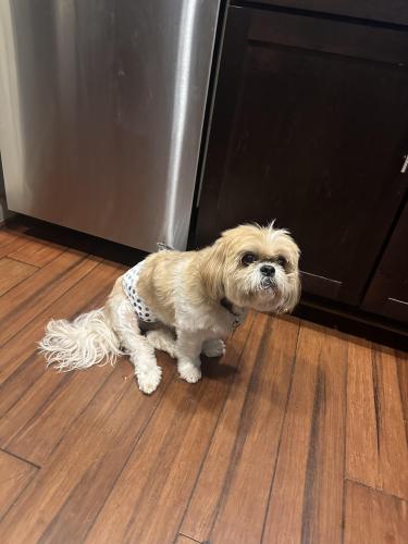 Lost Male Dog last seen Near Circle K on corner of Sawmill Rd and Sawdust Rd, The Woodlands, TX 77380