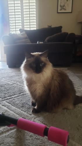 Lost Female Cat last seen Sage canyon and sageplum, Houston, TX 77089