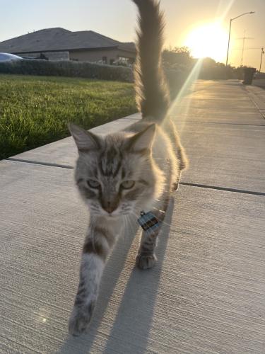 Lost Male Cat last seen Hinault Dr. & Jenkins Ave., Bakersfield, CA 93314