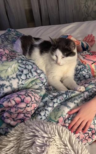 Lost Female Cat last seen Avenue B and Gerling st , Schenectady, NY 12308
