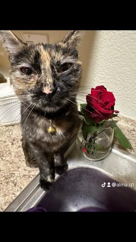 Lost Female Cat last seen MT Vernon & Mill, San Bernardino, CA 92410