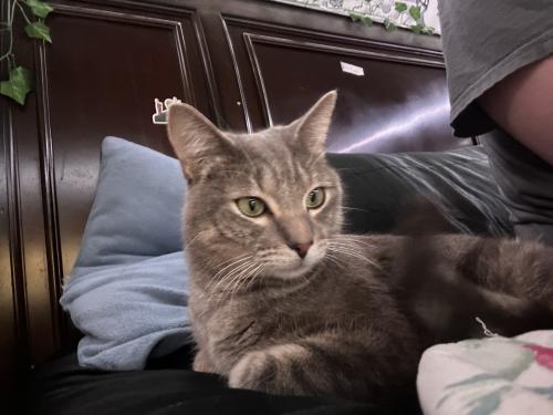 Lost Male Cat last seen 84th and Leighton , Lincoln, NE 68507
