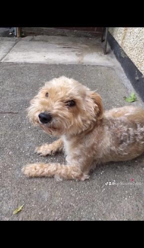 Lost Male Dog last seen M24 6JA , Middleton, England M24